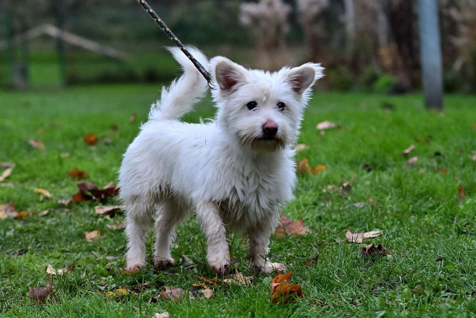 utulek 11 2025male--184